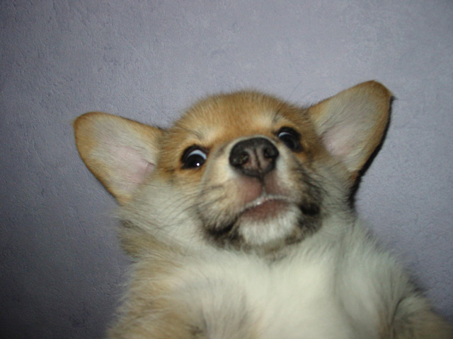 PUP